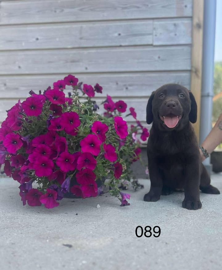 de la Vallée de Saint Samson - Chiots disponibles - Labrador Retriever