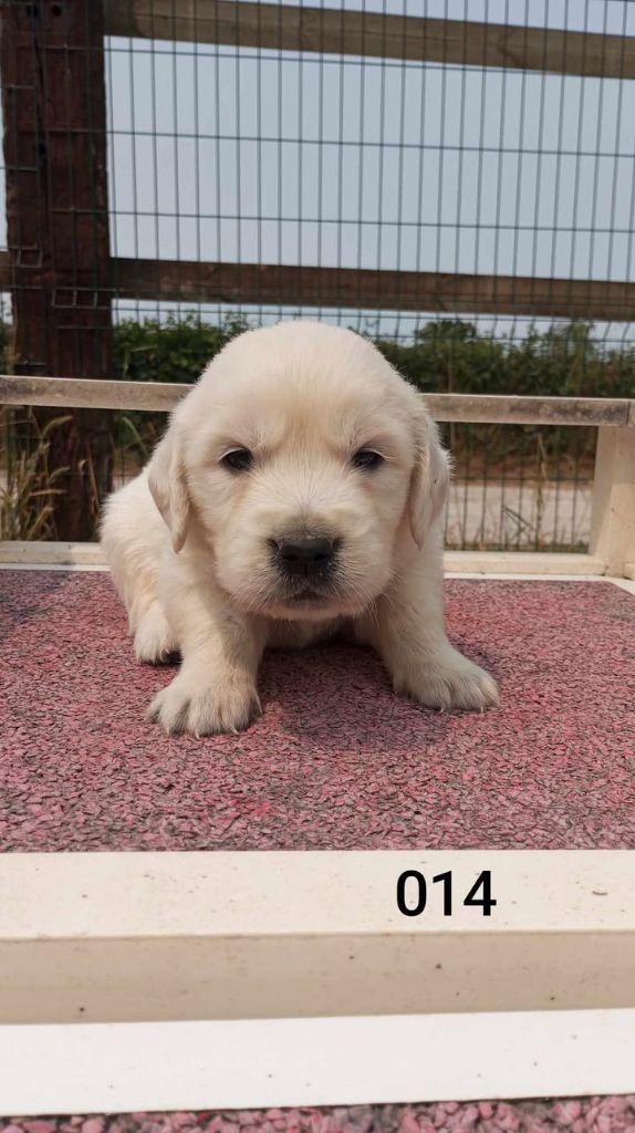 de la Vallée de Saint Samson - Chiots disponibles - Golden Retriever