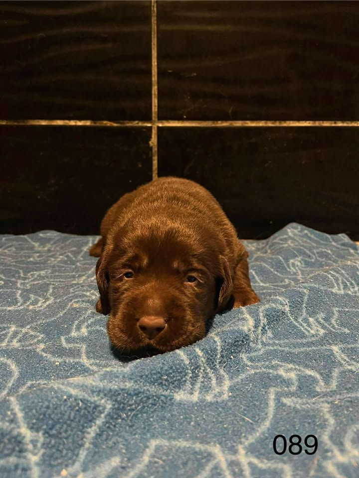 de la Vallée de Saint Samson - Chiots disponibles - Labrador Retriever