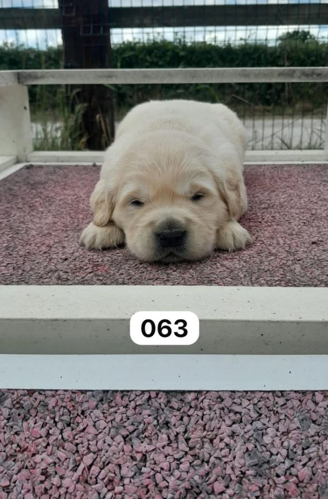 de la Vallée de Saint Samson - Chiots disponibles - Golden Retriever