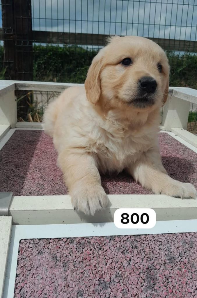 de la Vallée de Saint Samson - Chiots disponibles - Golden Retriever