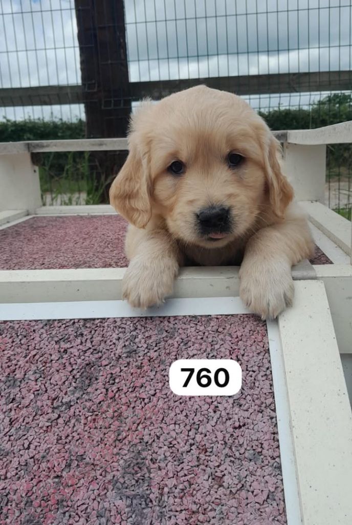 de la Vallée de Saint Samson - Chiots disponibles - Golden Retriever