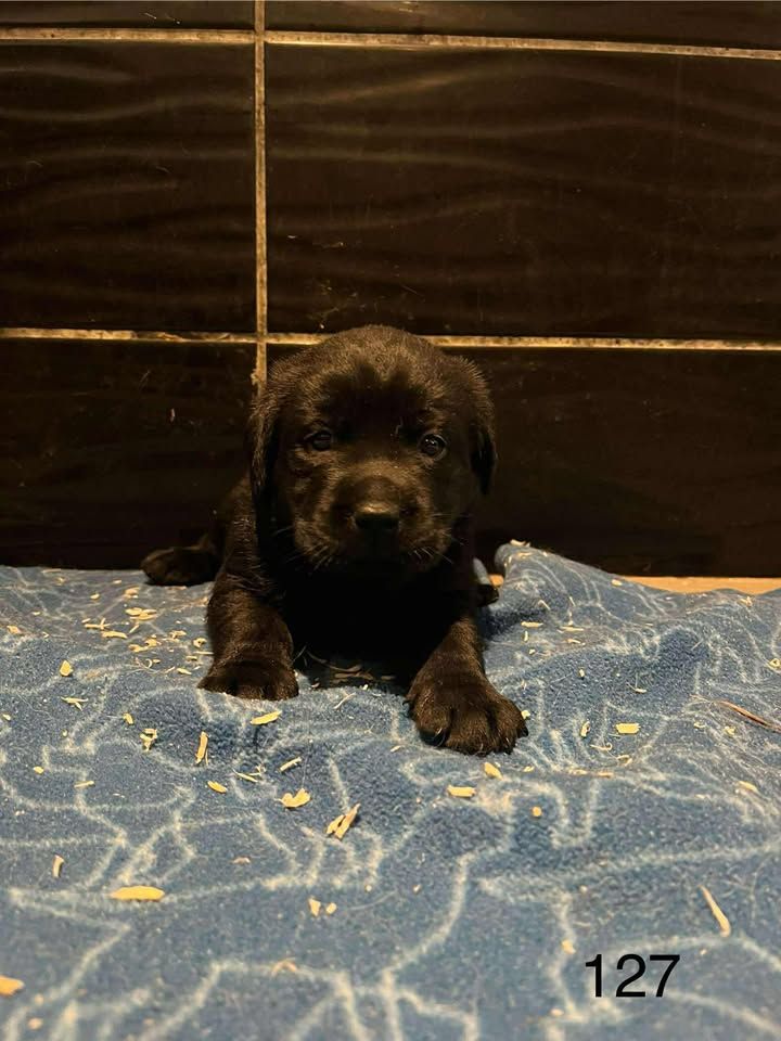 de la Vallée de Saint Samson - Chiots disponibles - Labrador Retriever